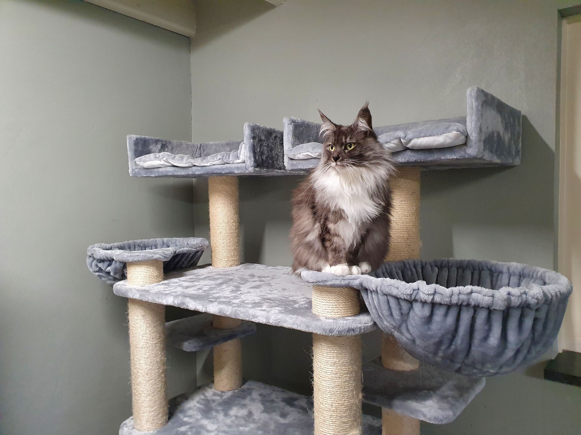 Kattenpension | De Lofert