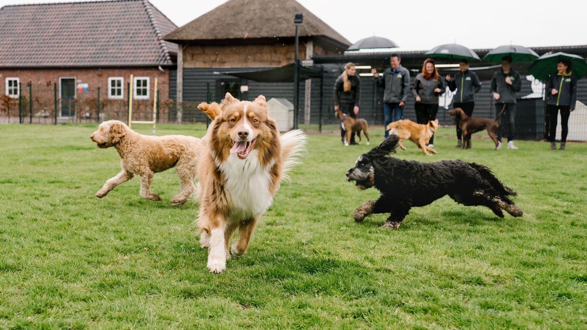 Hondenpension De Lofert