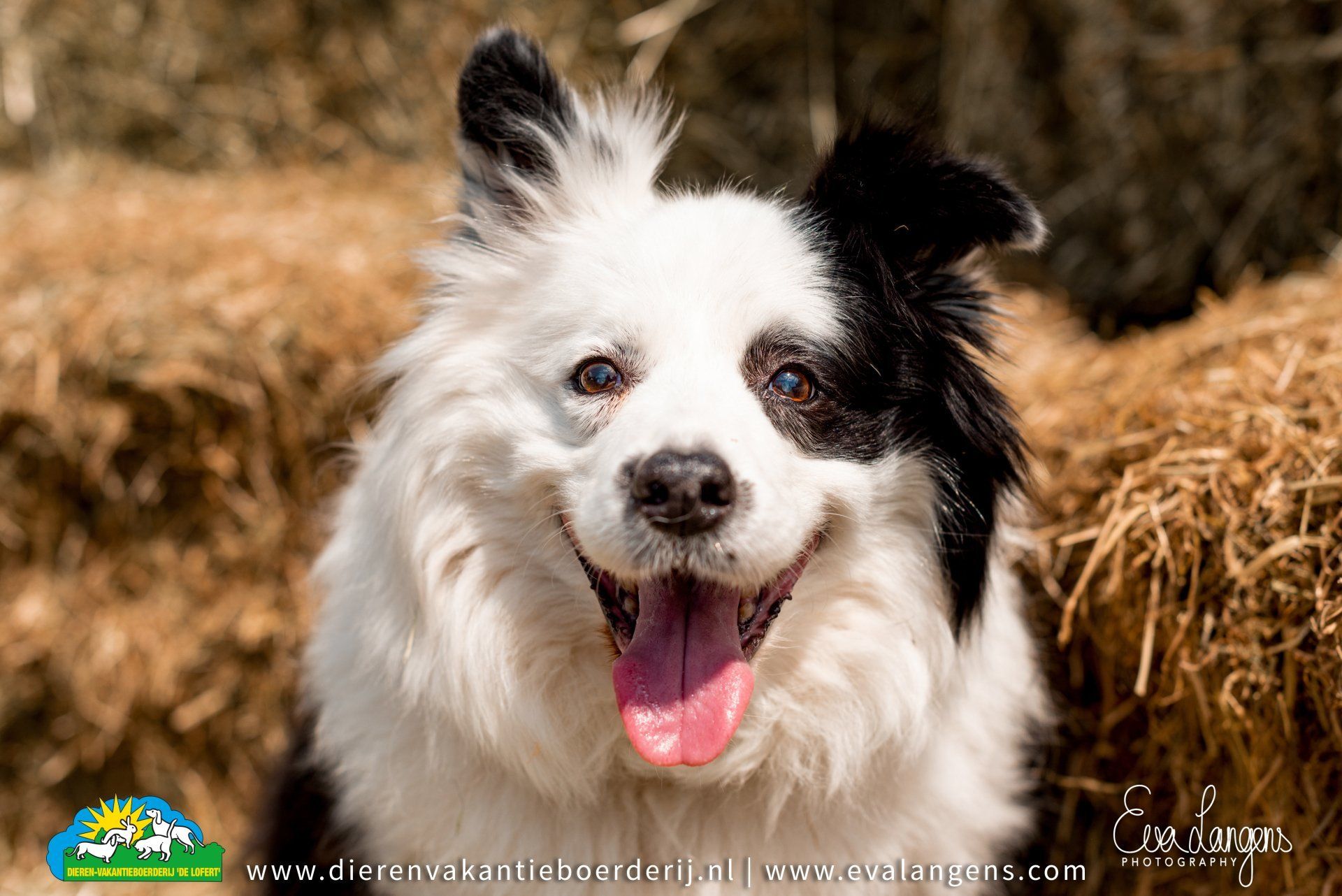 Hondenpension | De Lofert