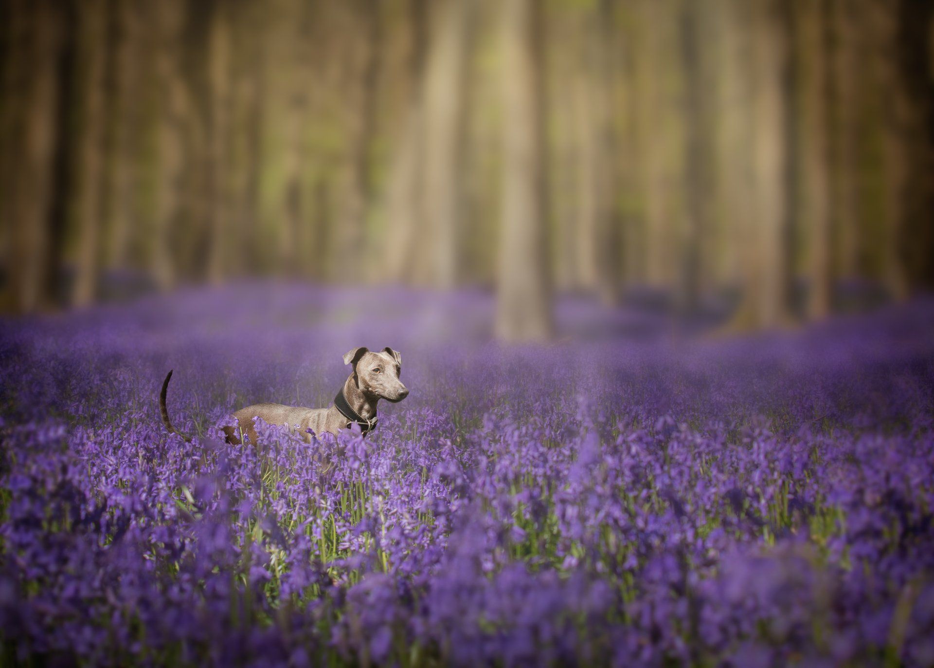The Best Hampshire Bluebell Woods for Dog Walks
