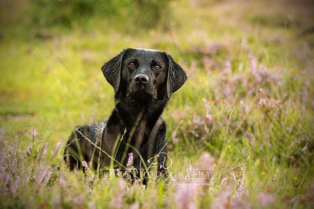 do dogs need natural light