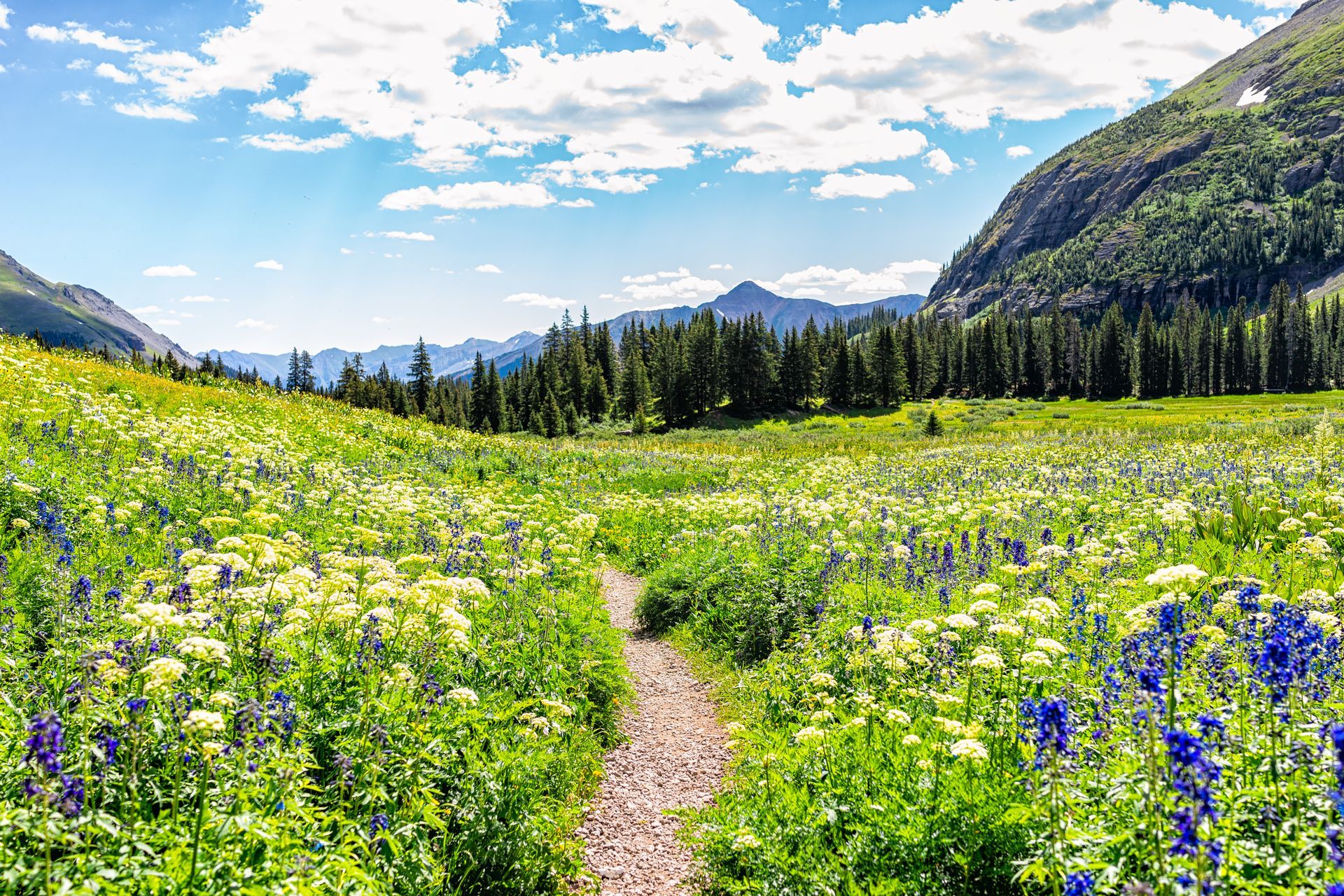 A path going through a field of flowers with mountains in the background.