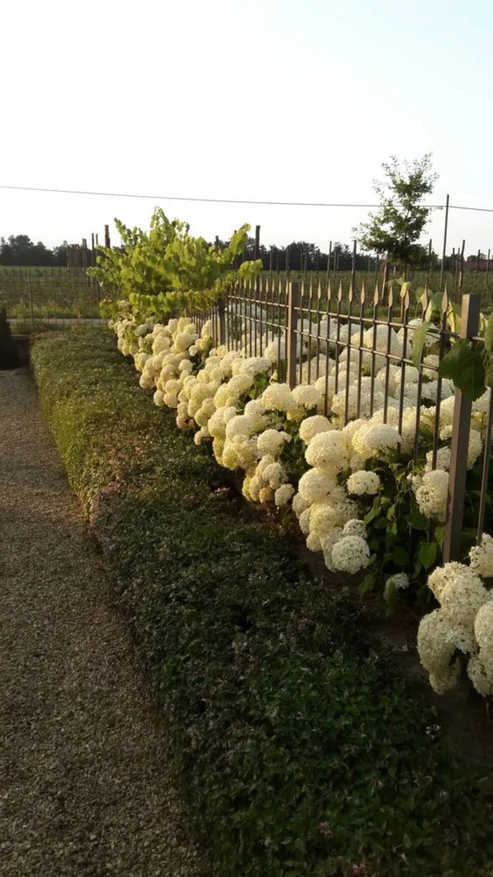 Giardino con rose bianche