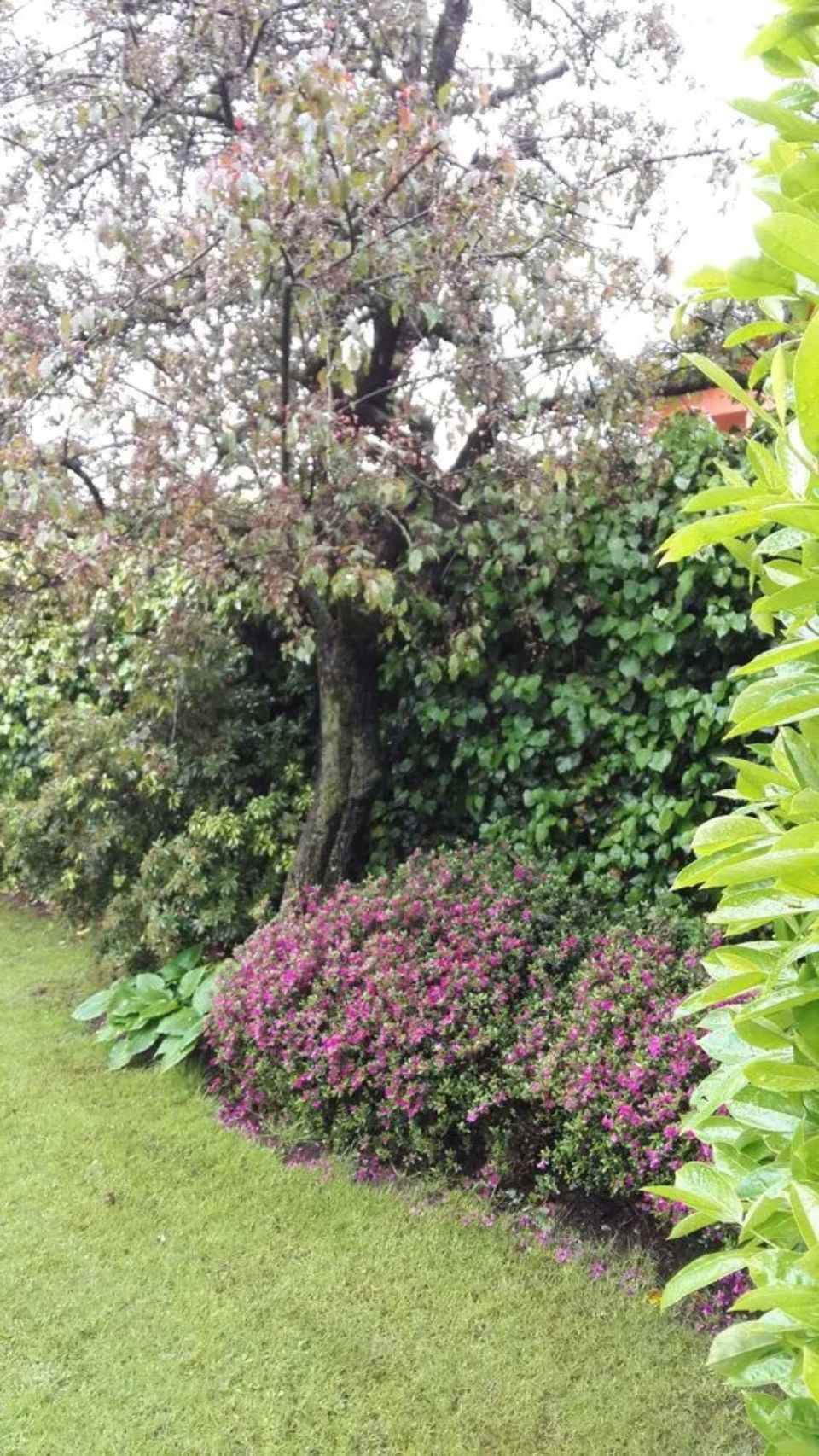 Giardino con piante e fiori