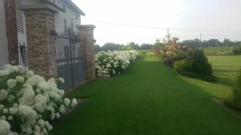 Giardino con rose bianche