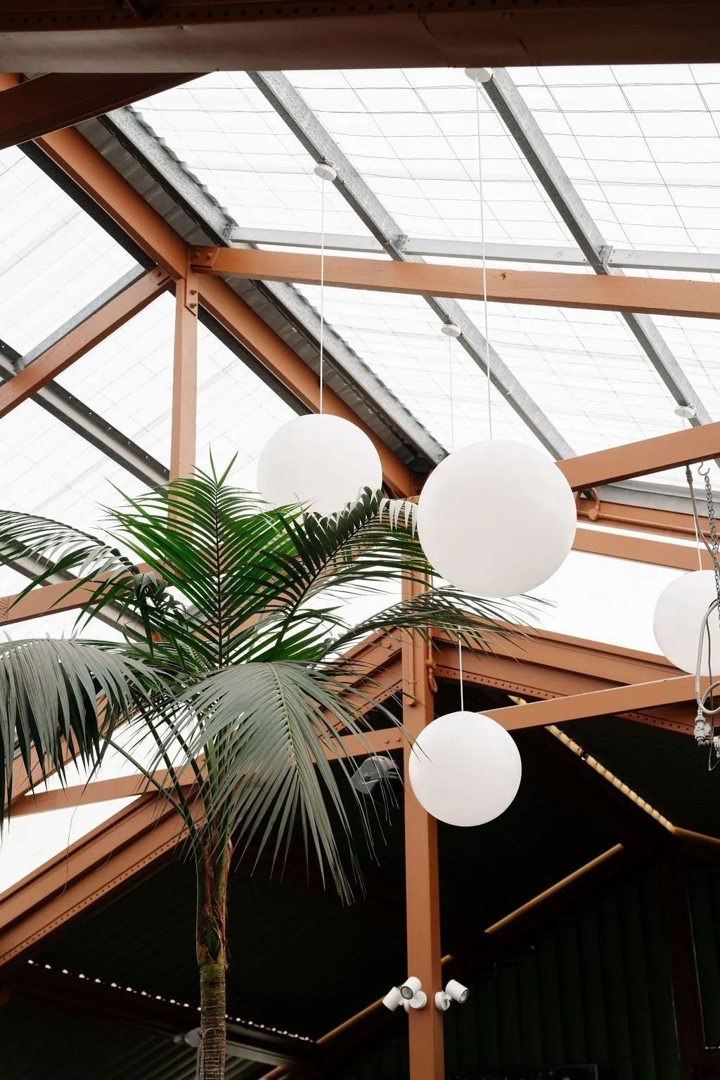 Interior with a glass ceiling, wood beams, hanging white globe lights, and a palm tree.