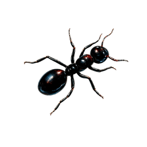 Black ant isolated on a white background