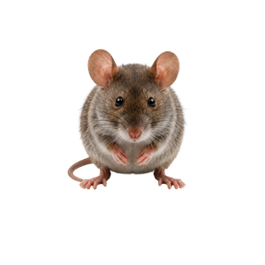 Small gray-and-white mouse facing forward on a white background