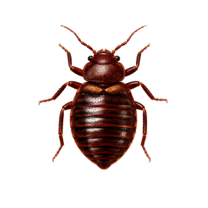 Dark brown bed bug on a white background