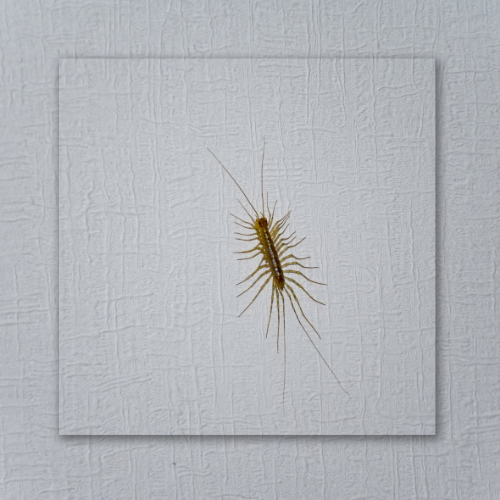 Small brown centipede on a light textured wall, with long legs spread outward.