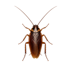 Brown cockroach with long antennae, isolated on white background