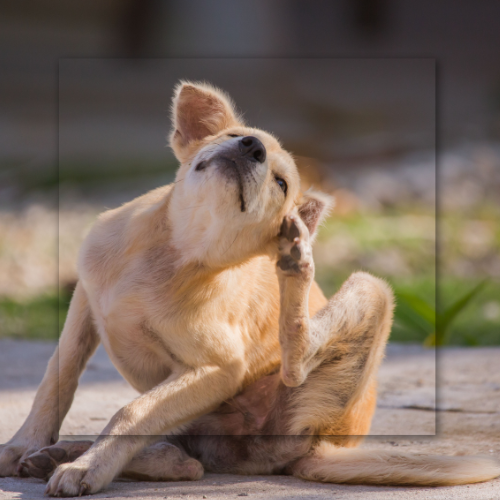 Tan dog scratching its neck while sitting on pavement, with a blurred green background