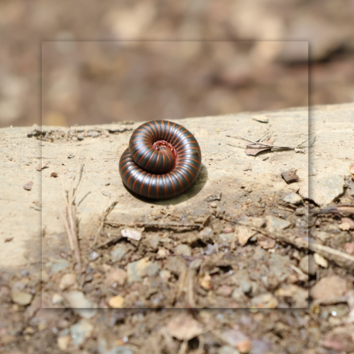 Coiled millipede with glossy dark brown segments on dry dirt and rocks