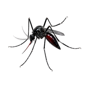 Black mosquito with red abdomen on a white background