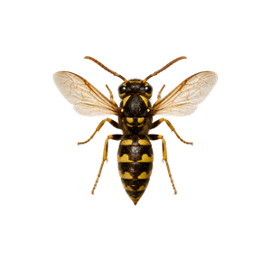 Yellow and black wasp with translucent wings on a white background