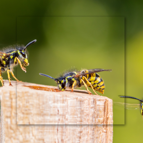 Two yellow-and-black wasps perched on a wooden block against a blurred green background