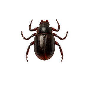 Top-down view of a dark brown beetle isolated on a white background