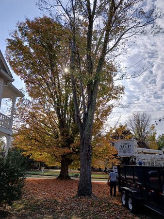 Tall tree with yellow leaves, sun shining through; tree service truck and worker present.