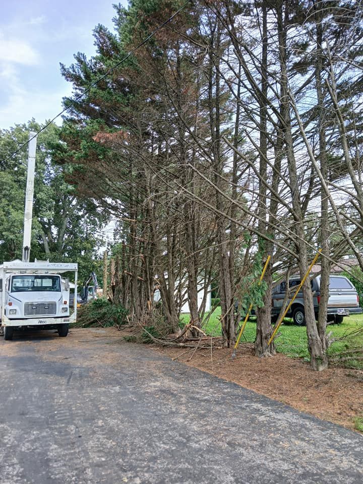 A tree service truck trims tall trees along a paved road.