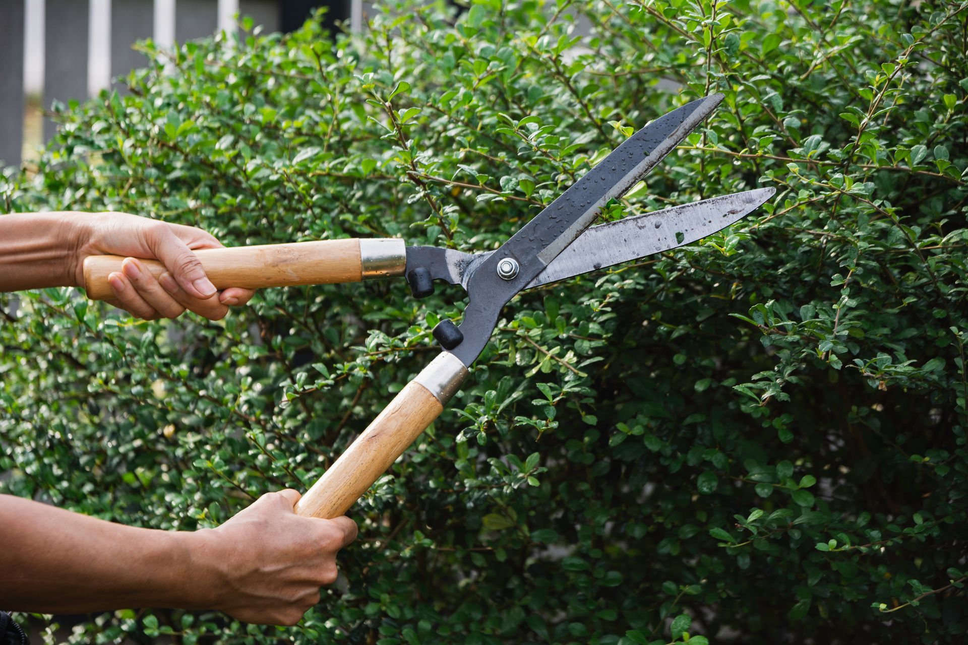 Person trimming a green bush with large pruning shears, outdoors.