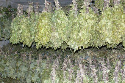 Pirts slotas, bērzs, kļavas, eikalipts, pirtnieks, pirts prieki, bērzu pirts slotas, kļavas pirts slotas