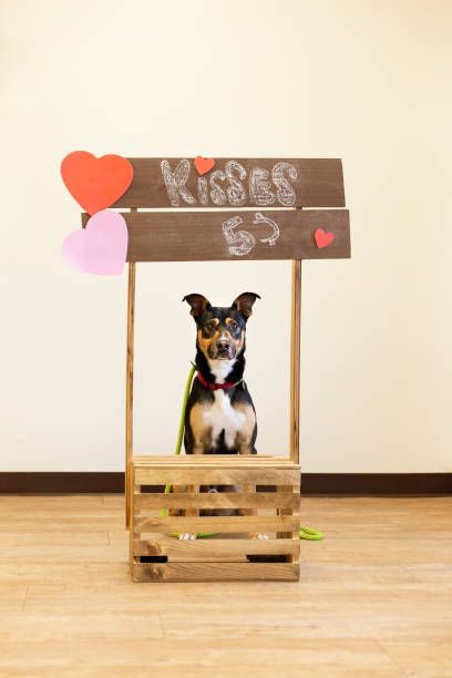 Photo Booth Themes for Charlotte Events and Photo Booth Rentals in Charlotte for Pets