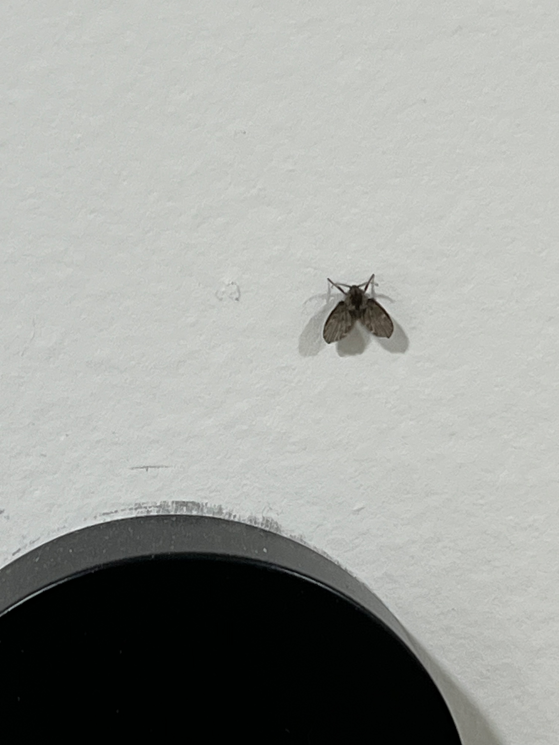 Drain Fly in a Local Basement