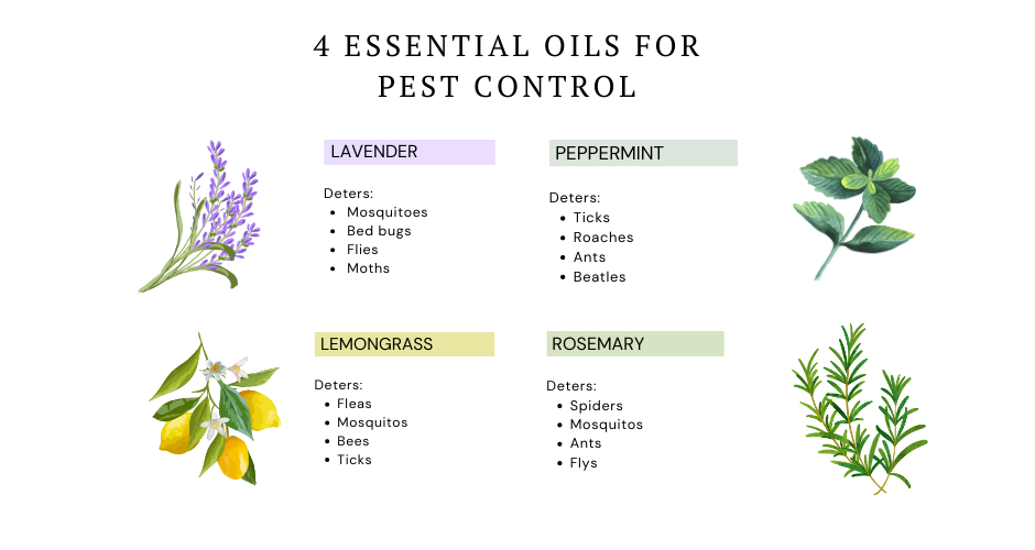 essential oils and herbs for pest control