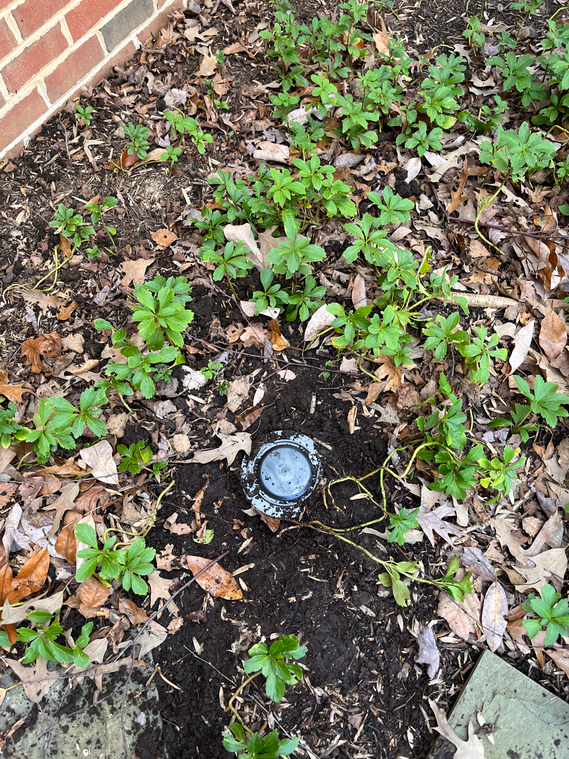 termite inspection and treatment