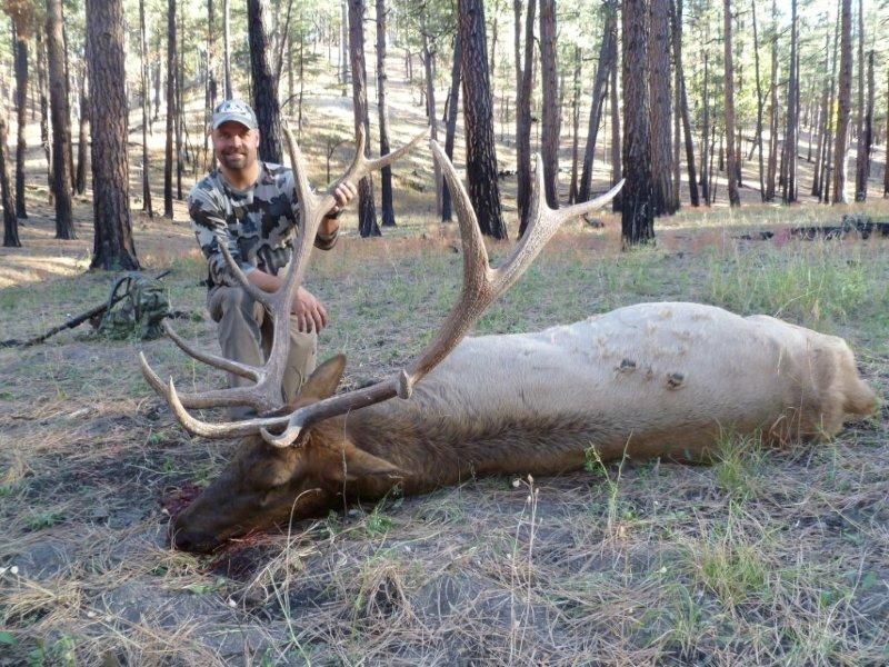 A person in camouflage clothing kneels behind a harvested elk with large antlers in a wooded forest setting.