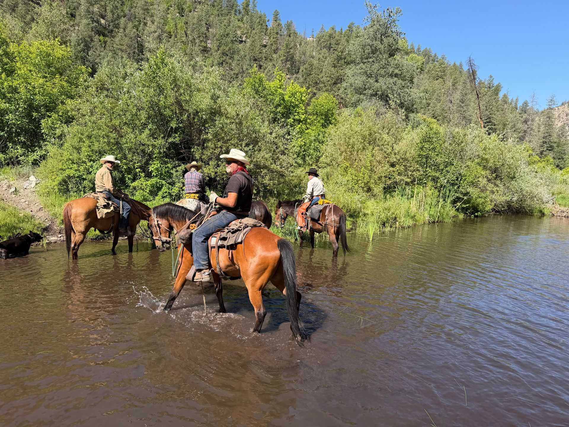 People riding horses through a shallow river beside green trees under a clear blue sky