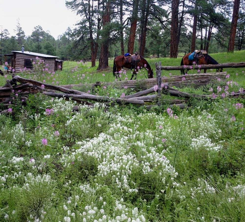 Horses graze near a rustic log cabin and wooden fence in a field of wildflowers.