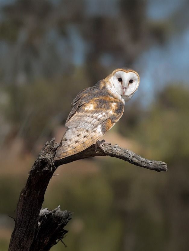Barn owl with heart-shaped face perches on a weathered branch, looking toward the viewer.