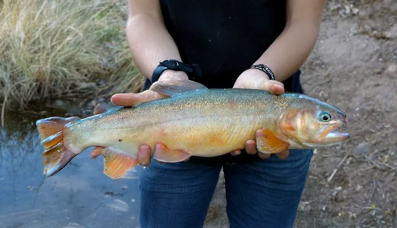 Person holding a large, colorful trout near a body of water.