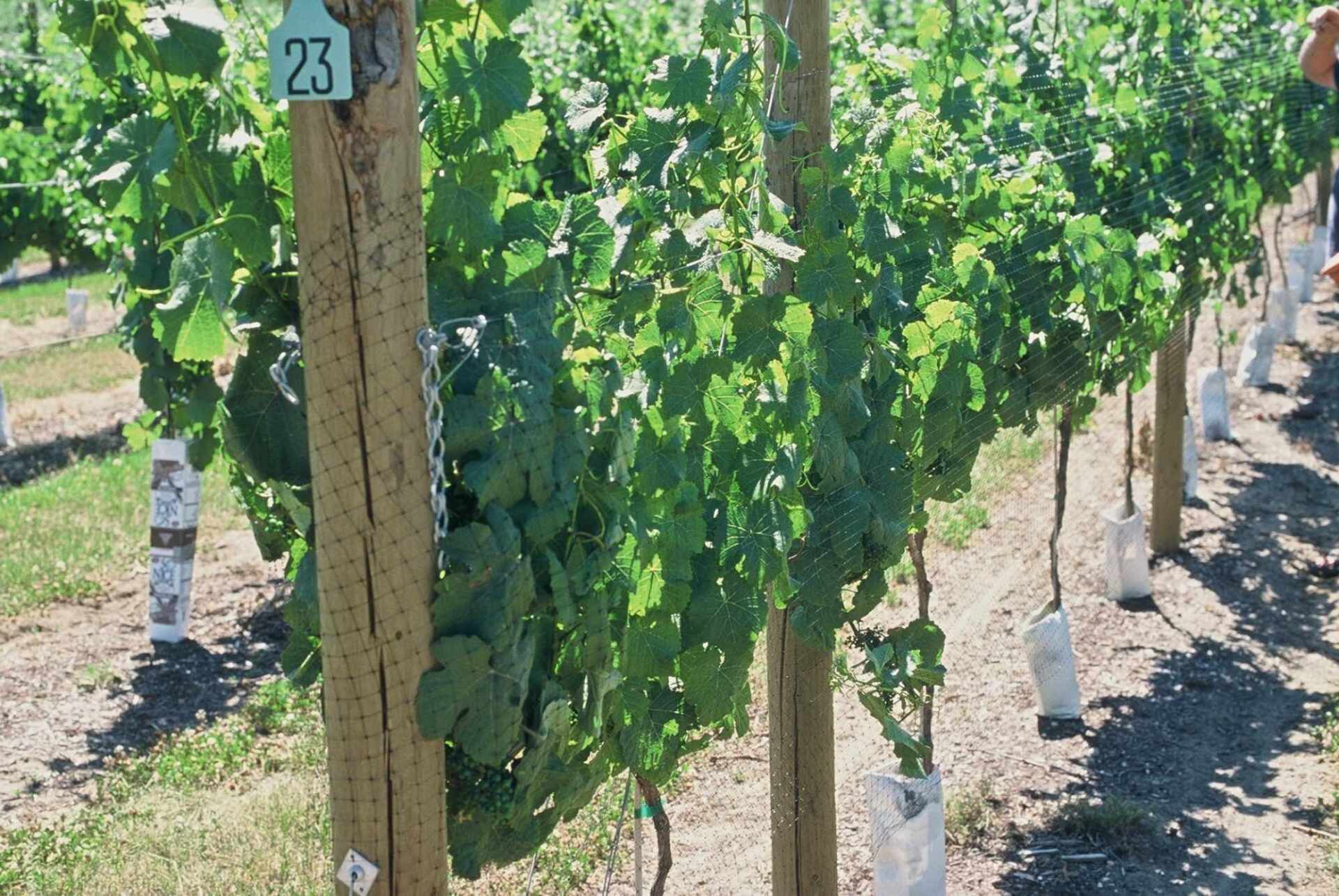 Vineyard with rows of grapevines, sunlight, wooden posts, and protective coverings on the vines.