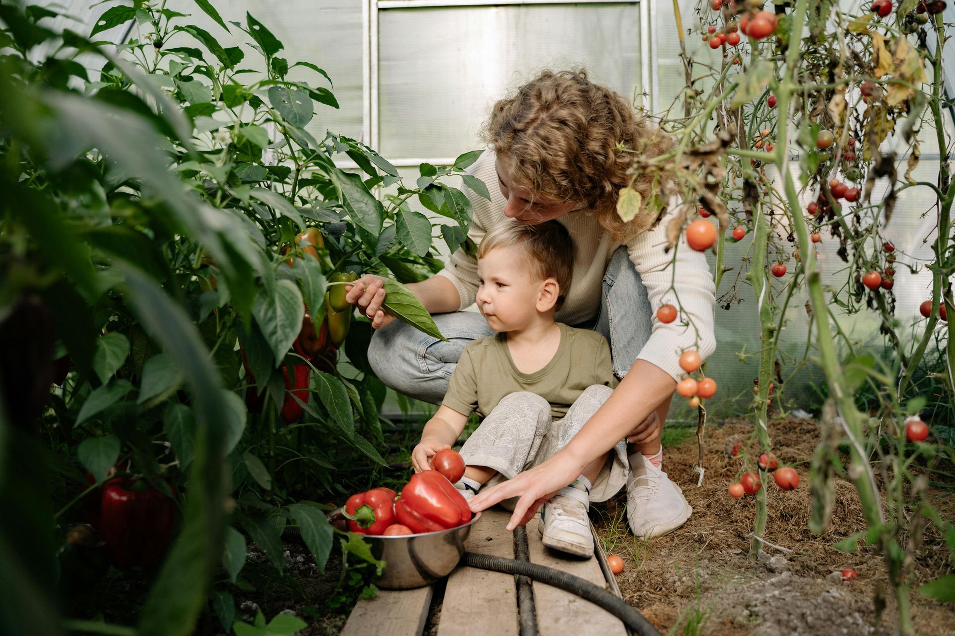 A woman and a child are picking tomatoes in a greenhouse.