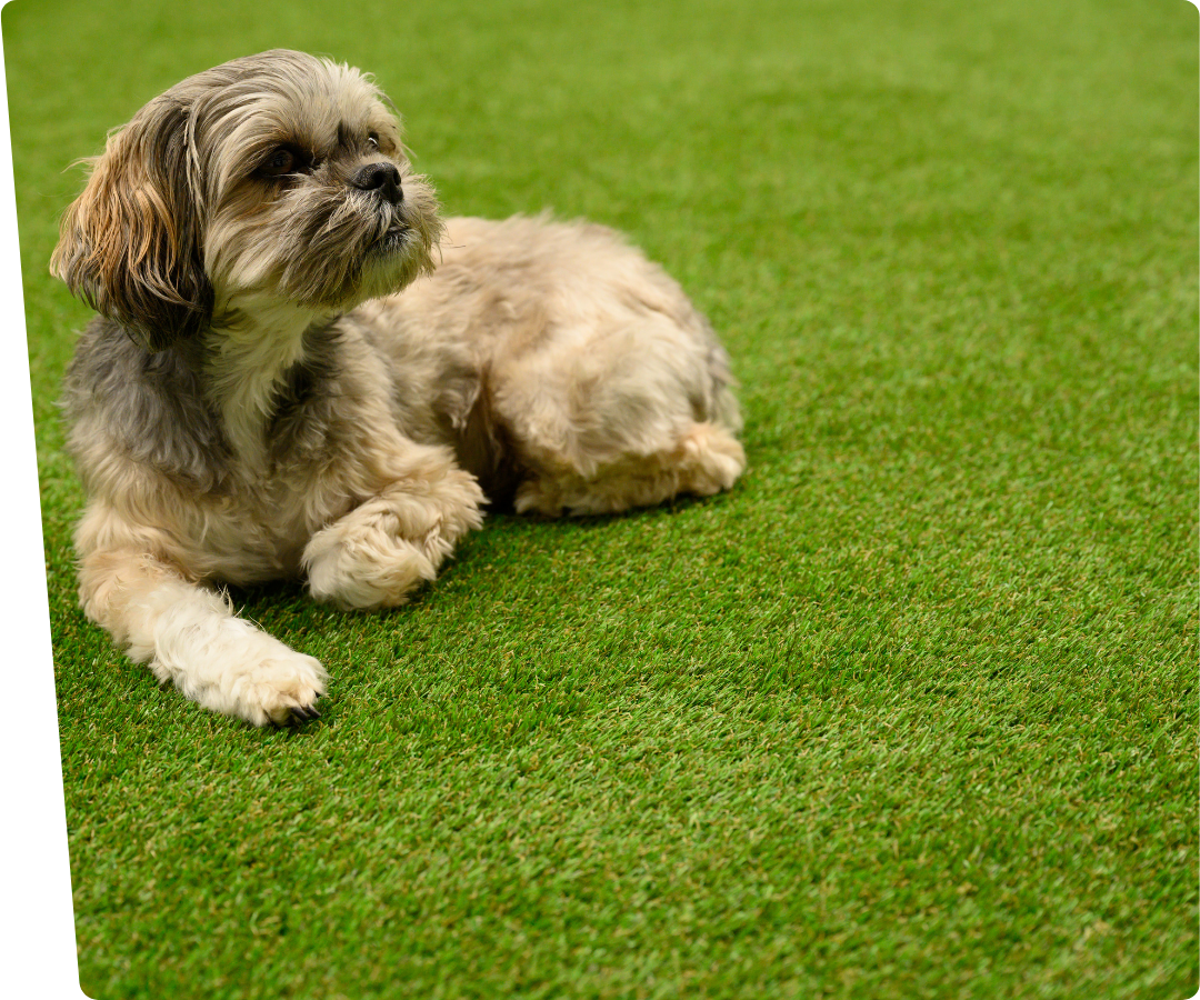 kunstgras voor honden liggende hond