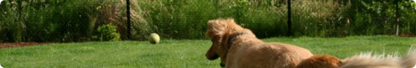A dog is standing in the grass looking at something.