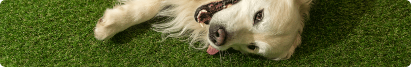 A dog is laying on its back on the grass.
