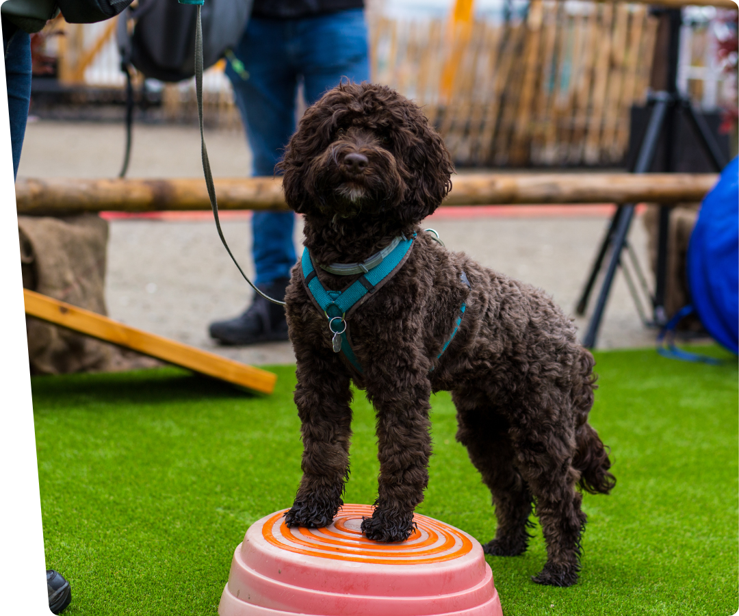 labradoodle op kunstgras voor honden