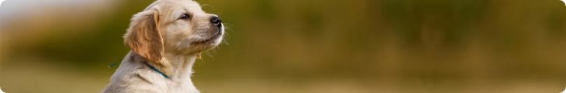 A close up of a bird 's head with a blurry background.