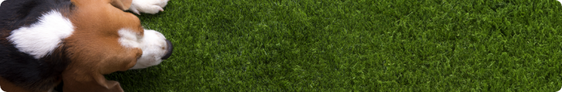 A brown and white dog is standing on top of a lush green field.