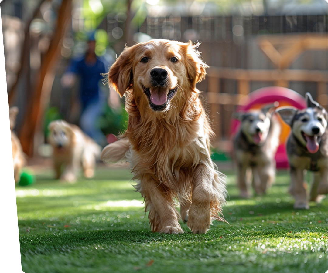 A dog is running towards a purple frisbee