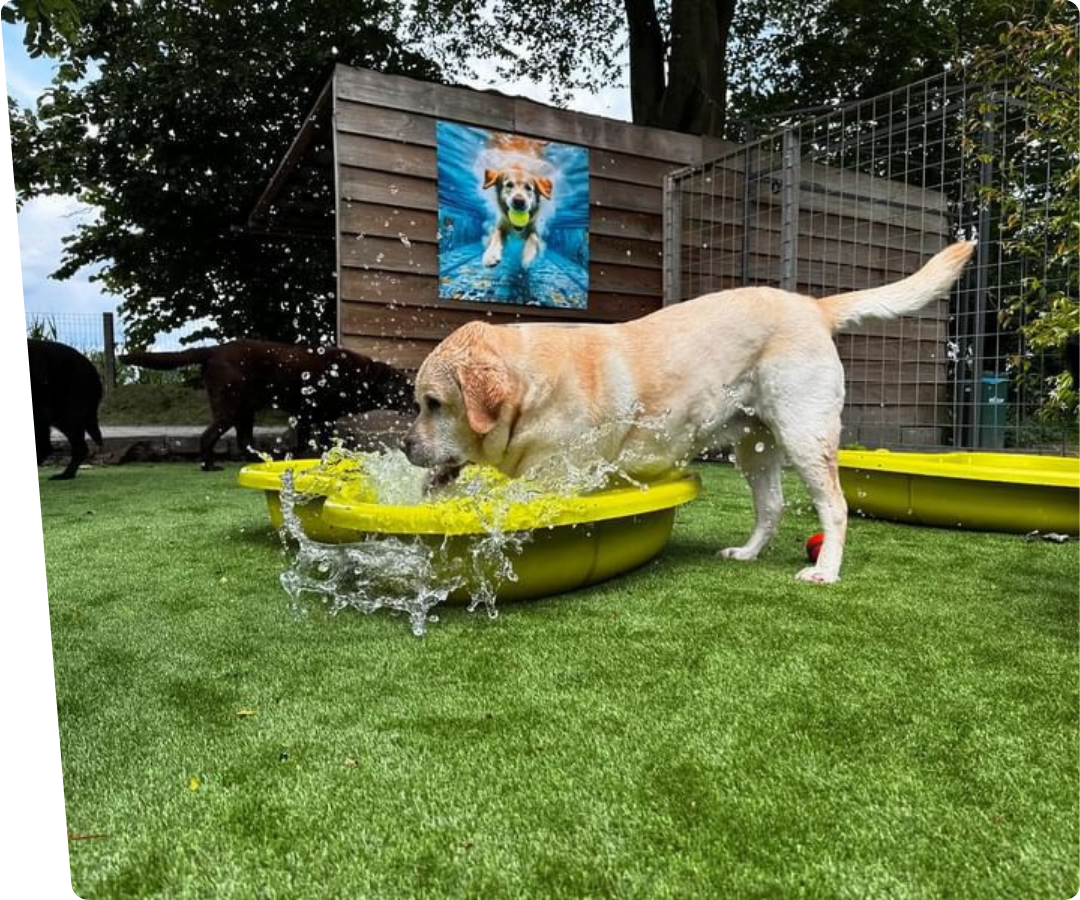 labrador kikis hondenhotel op kunstgras voor honden en waterbak