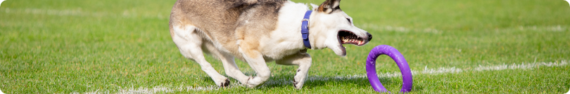 A dog is running towards a purple hoop on a field.