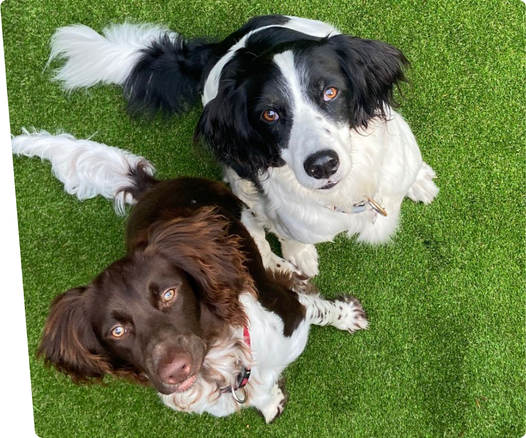twee honden op kunstgras voor honden
