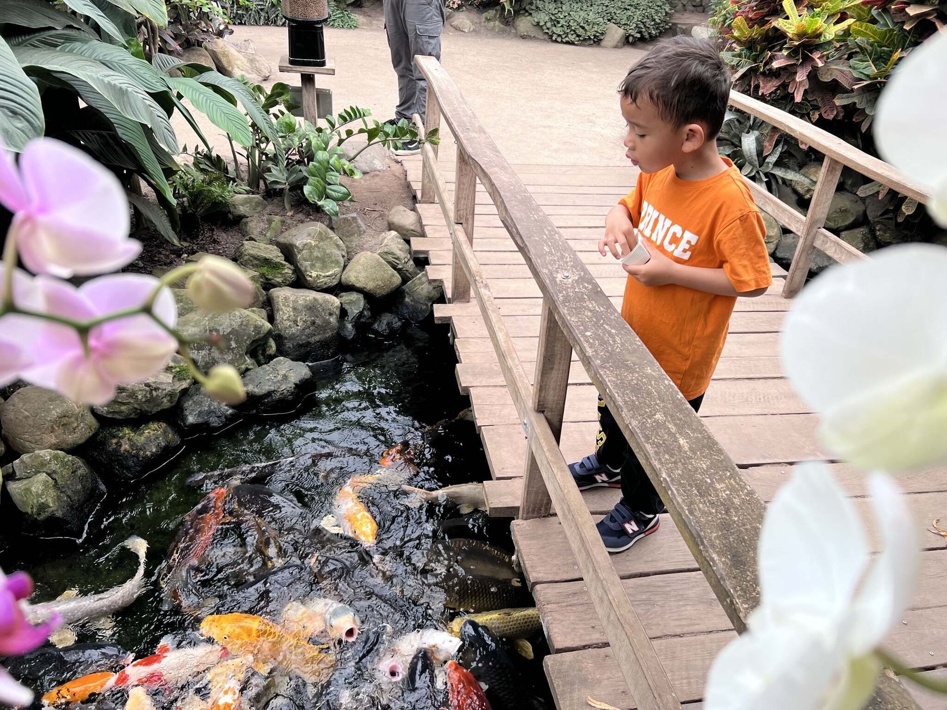 Een jongetje staat op een brug en kijkt naar de vissen in de vijver.