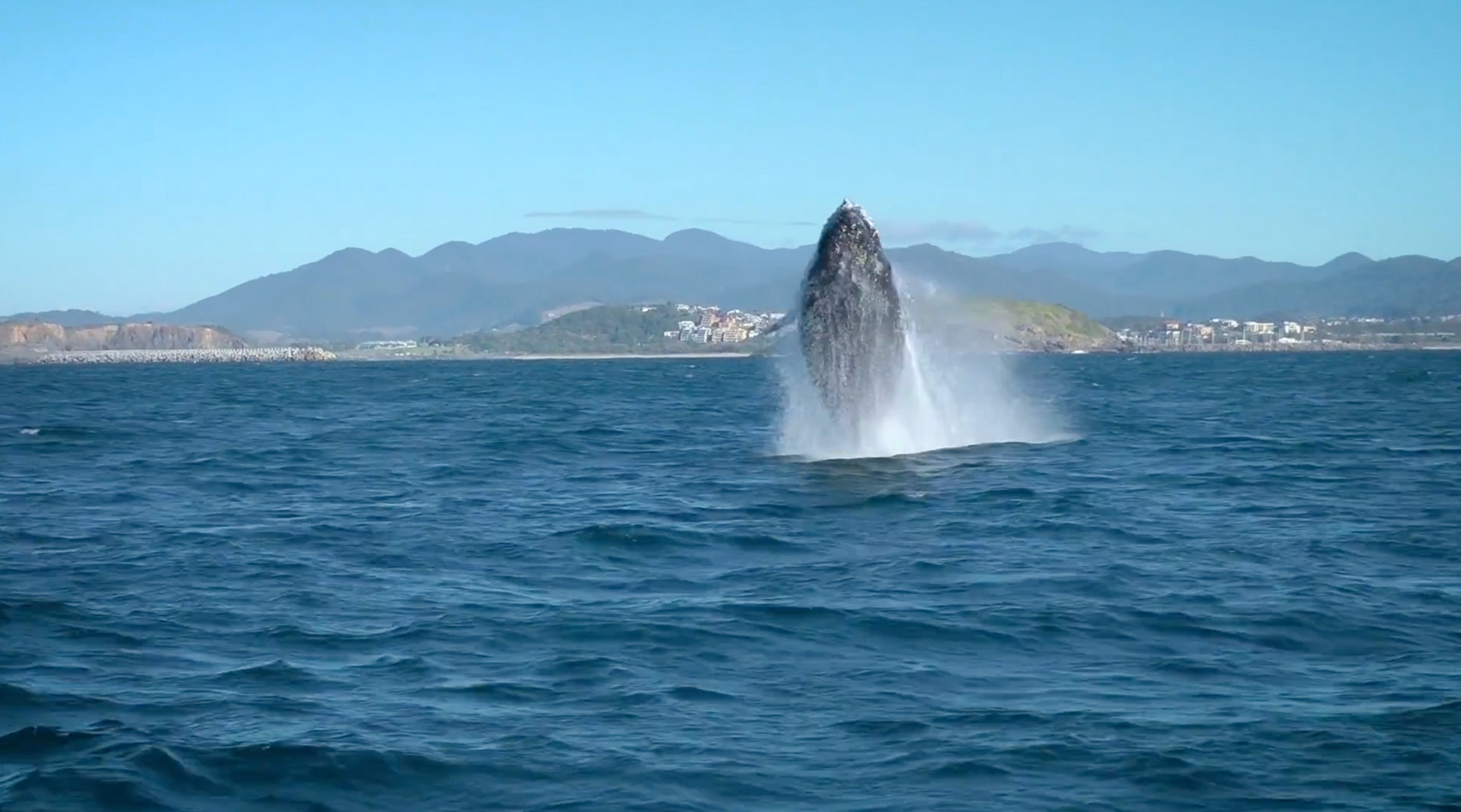 Whales Water production