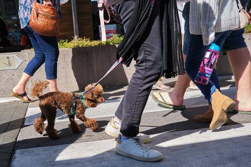 a woman is walking a small brown dog on a leash .
