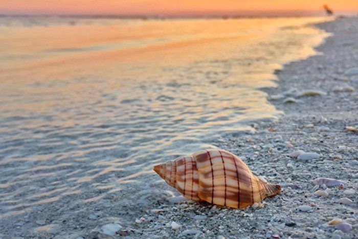 Seashell on a sandy beach with waves gently lapping. Sunset colors in the sky.